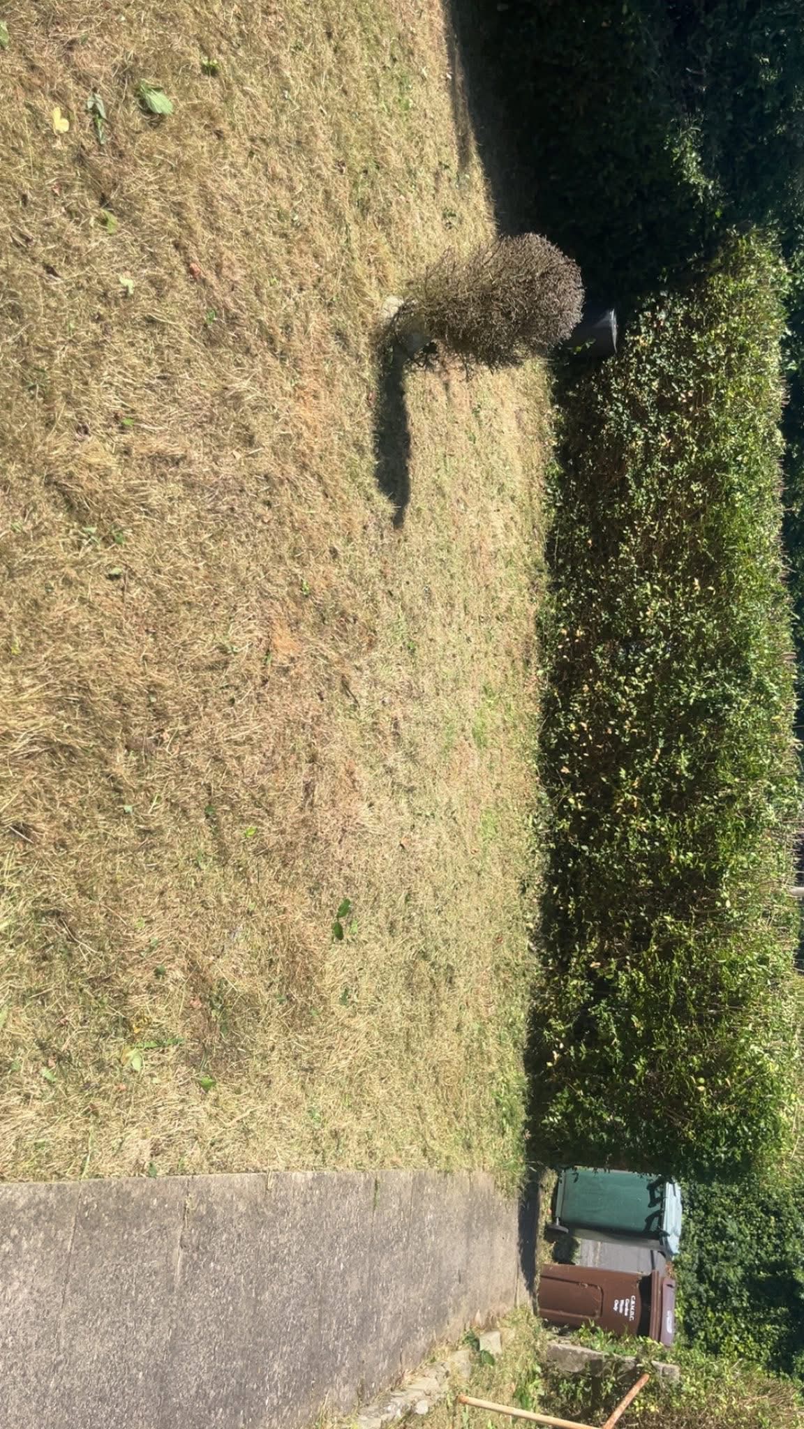 Overgrown Garden Restoration
