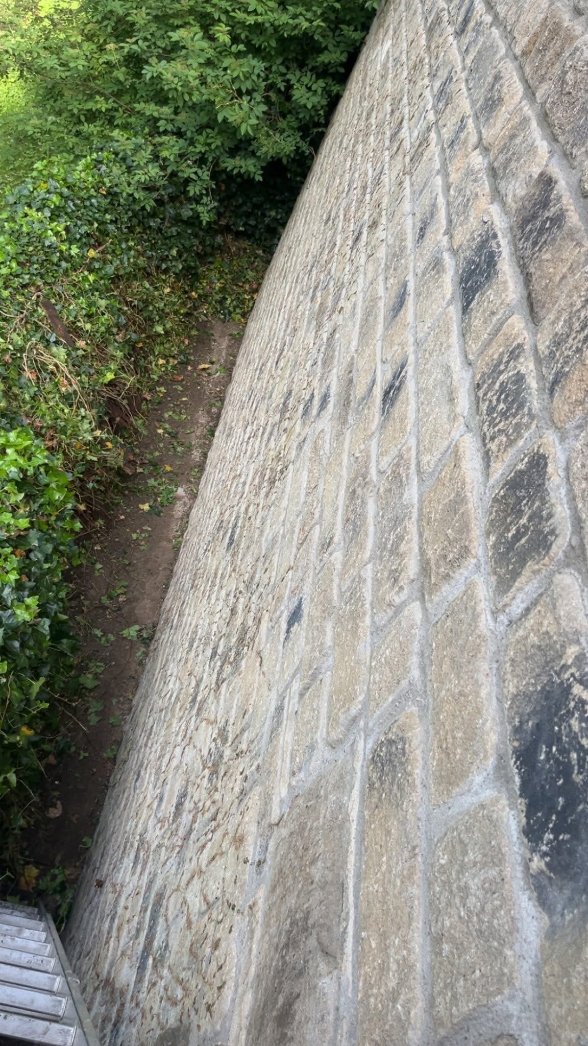 Ivy Removal